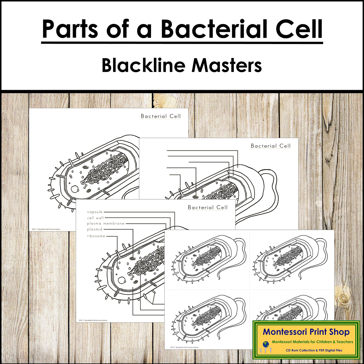 Parts of a Bacterial Cell - Elementary Montessori Nomenclature