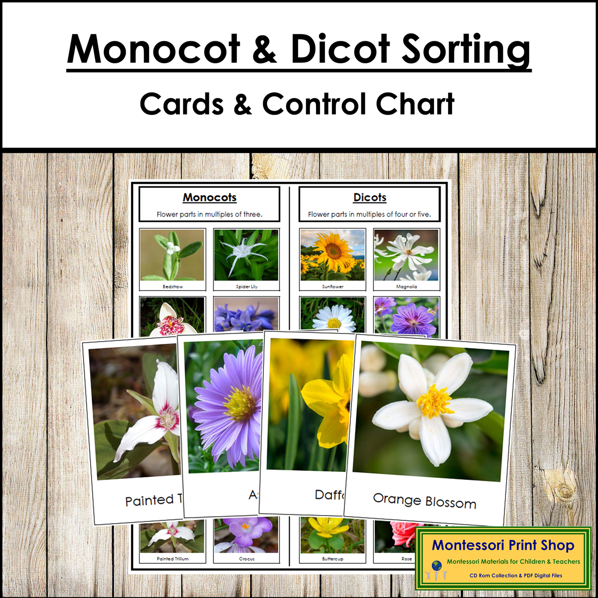 Monocot & Dicot Flowers - Sorting Cards & Control Chart
