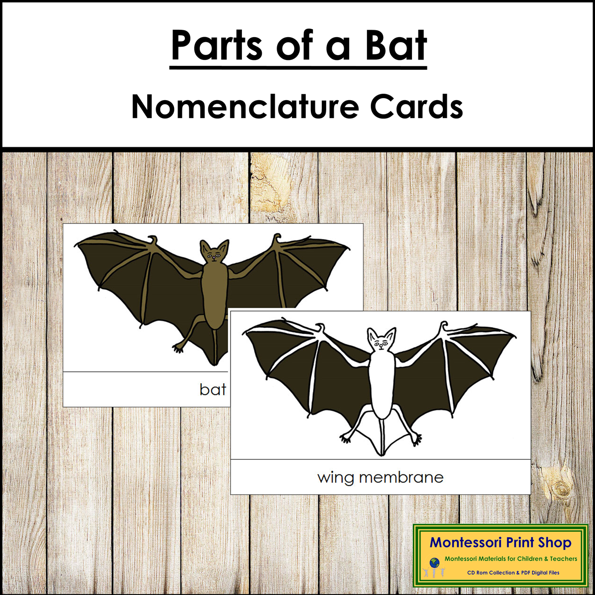 Parts of a Bat 3-Part Cards - Montessori Nomenclature