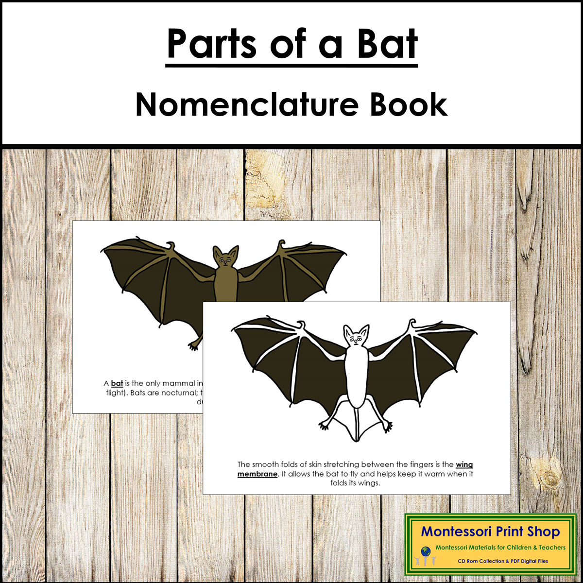Parts of a Bat Book - Montessori Nomenclature