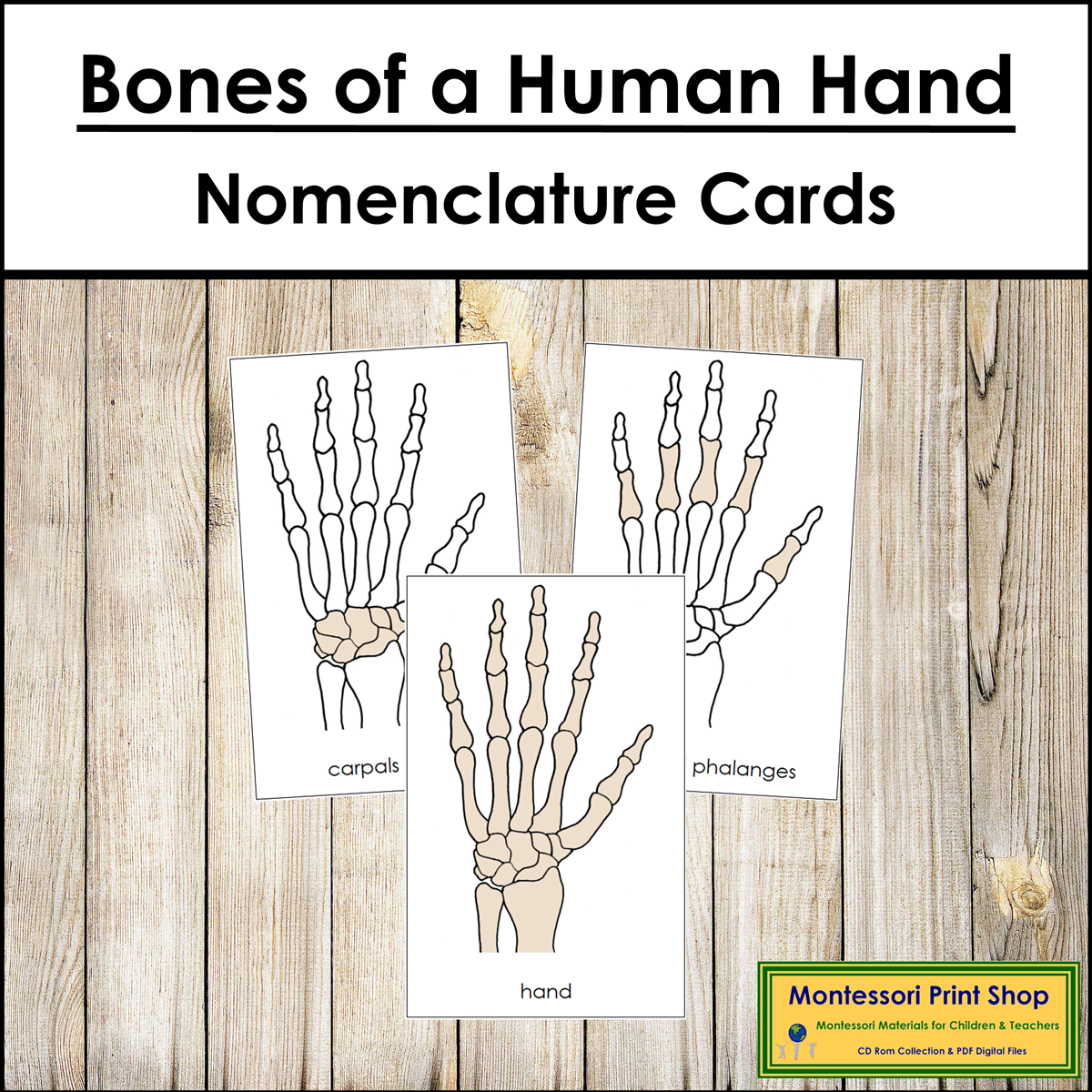Bones of a Human Hand 3-Part Cards - Montessori Nomenclature