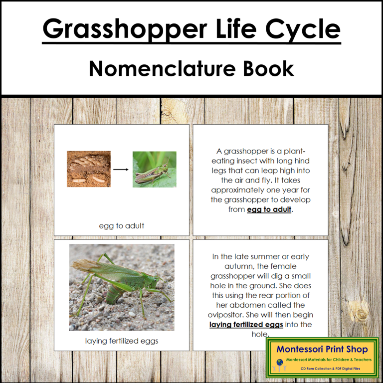 The Grasshopper Life Cycle Book - Montessori Nomenclature - Made By ...