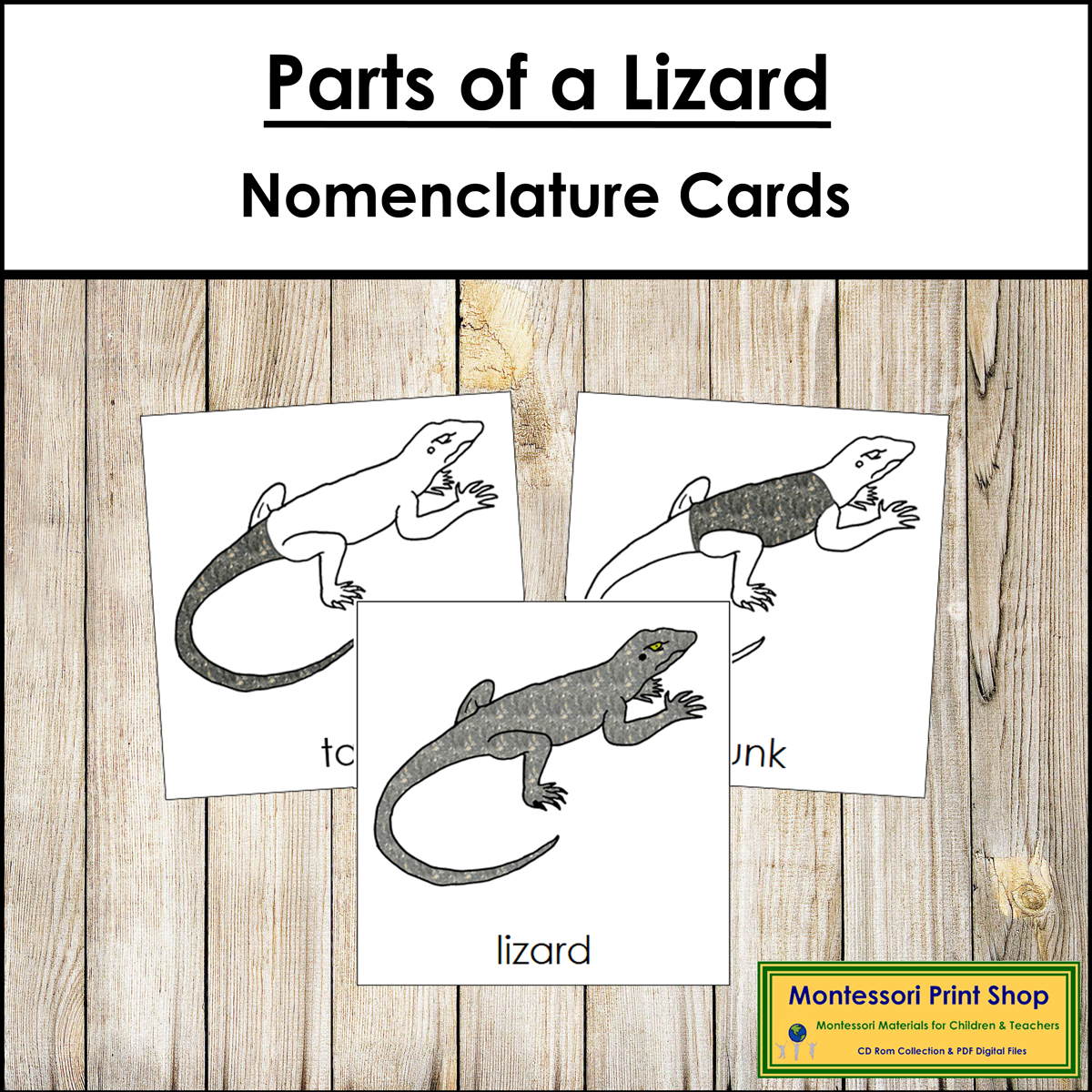 Parts of a Lizard 3-Part Cards - Montessori Nomenclature