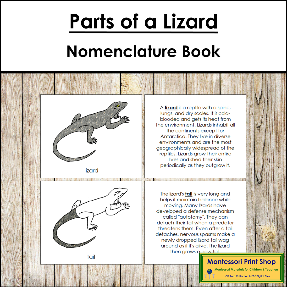 Parts of a Lizard Book - Montessori Nomenclature