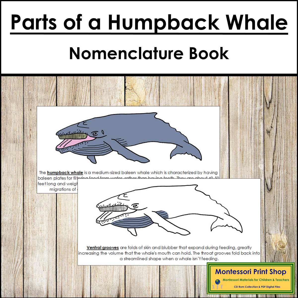 Parts of a Humpback Whale Book - Montessori Nomenclature