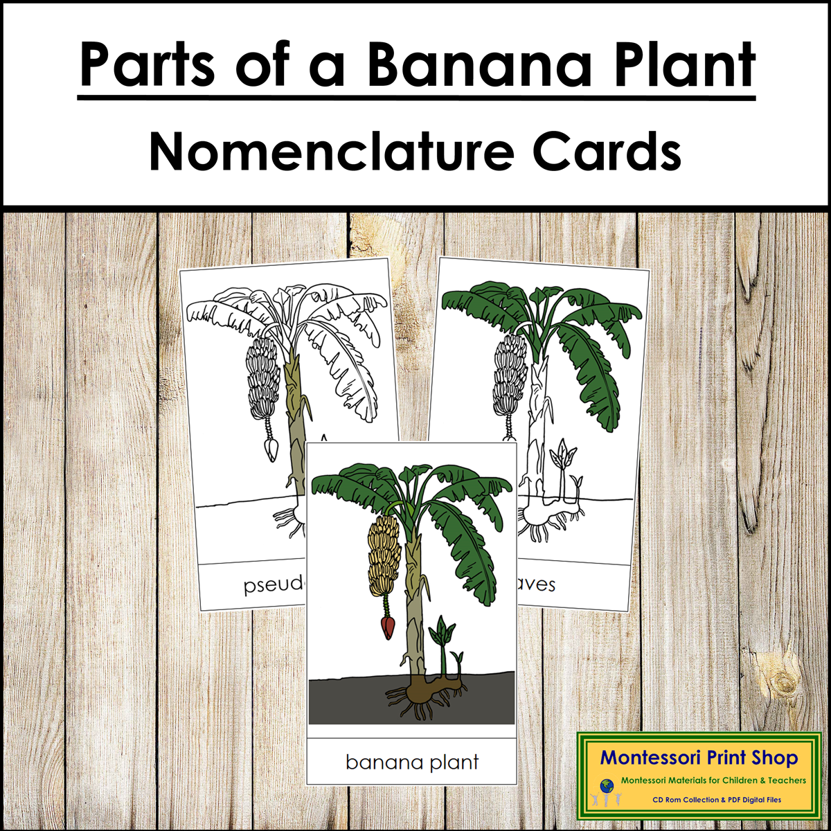 Parts of a Banana Plant 3-Part Cards - Montessori Nomenclature