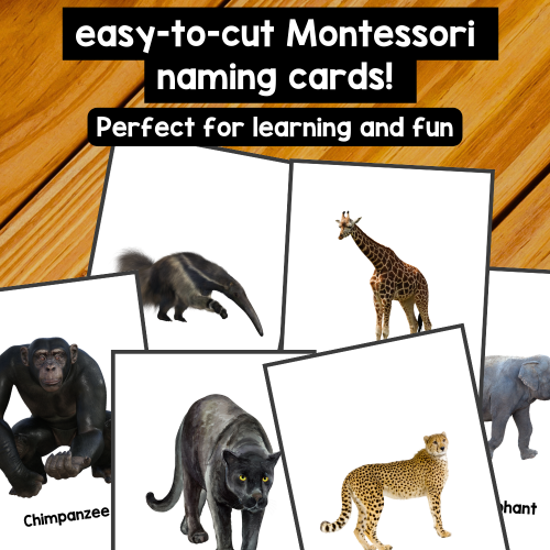 Jungle ANIMALS • Montessori Cards • Flash Cards Nomenclature Cards PDF ...