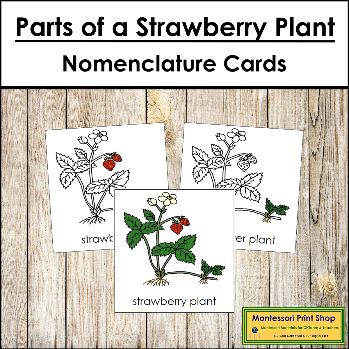 Parts of a Strawberry Plant 3-Part Cards - Montessori Nomenclature | Made  By Teachers