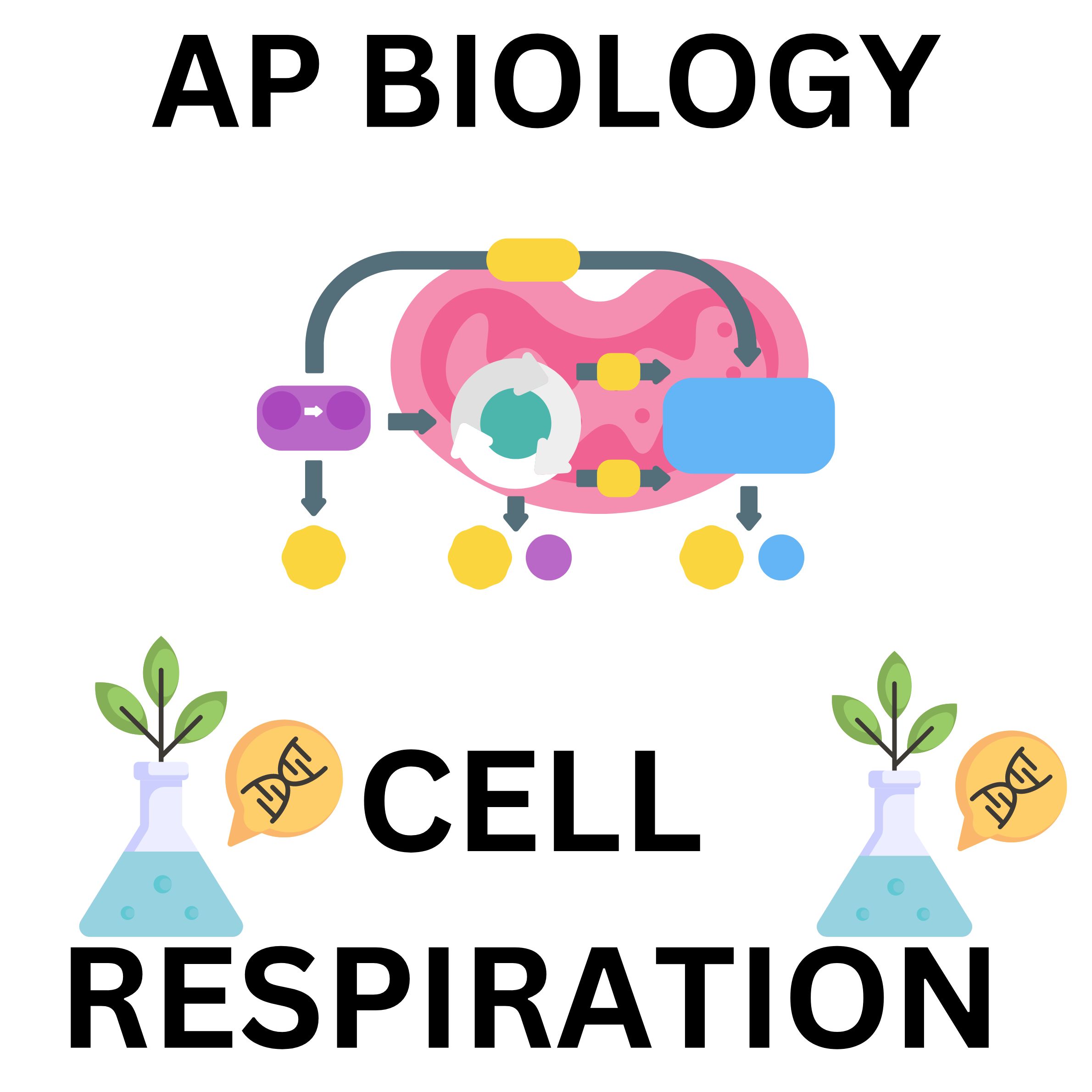 AP Biology Cellular Respiration Barf Lab and Directed Readings