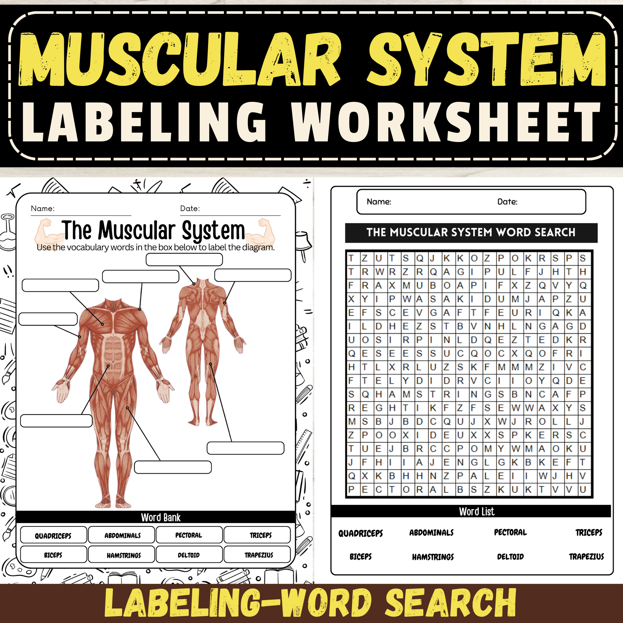 Label the Muscular System Worksheet: Human Anatomy Activities & Diagram
