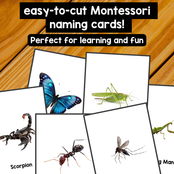 21 Insects • Montessori Cards • Flash Cards Nomenclature Cards PDF ...