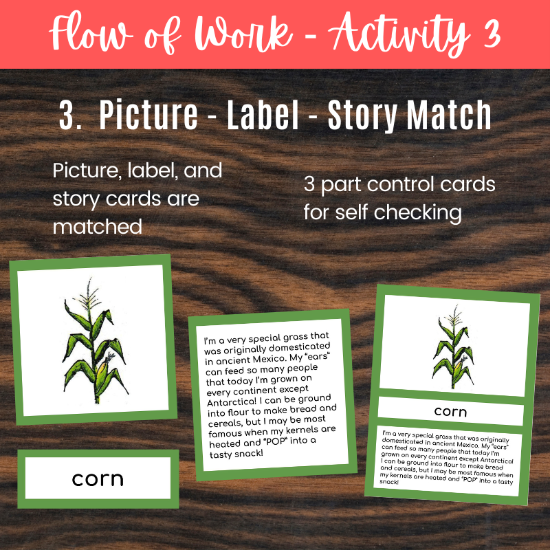 Plant Kingdom Cards Booklets BUNDLE - Montessori Botany Plant ...
