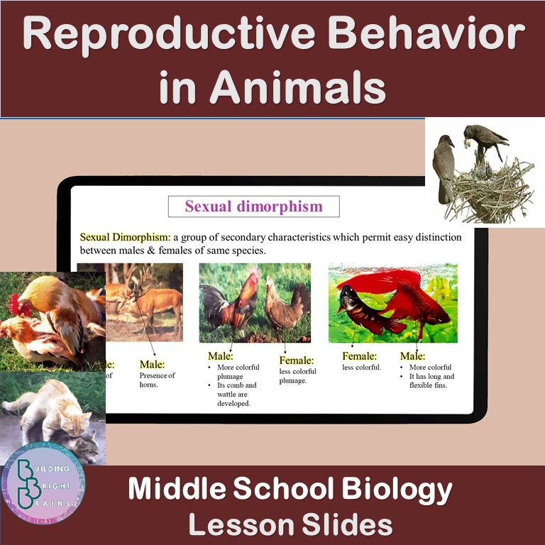 Reproduction Behavioranimation Rotational Dynamics | PowerPoint Lesson Slides High School Physics ...