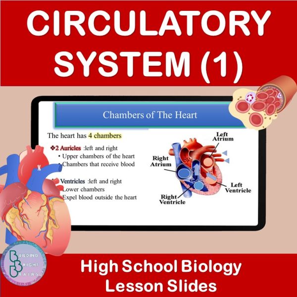 Circulatory System Part 1 | PowerPoint Lesson Slides High School ...