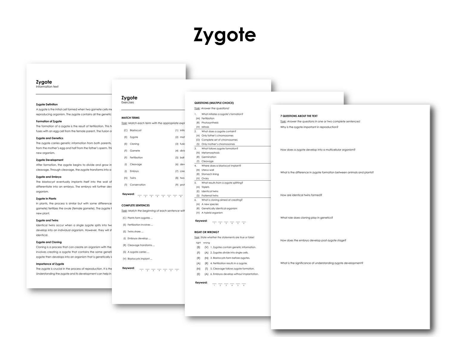 Zygote