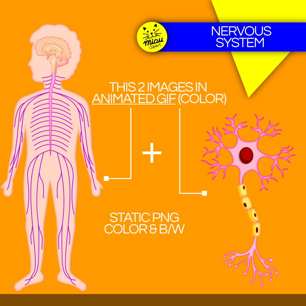 Nervous System Clipart - Human Body images - Animated GIFs - PNG - Made ...