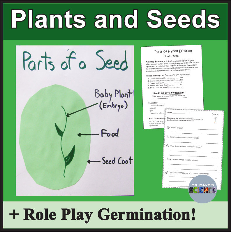 Plants and Seeds Activity Germination Radish Parts of a Seed