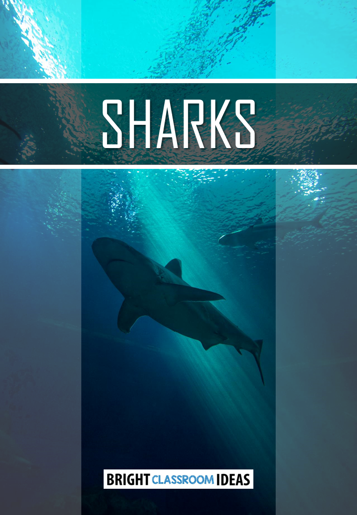 Sharks