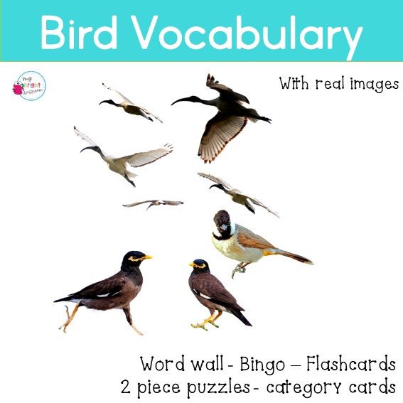 Bird Vocabulary Cards