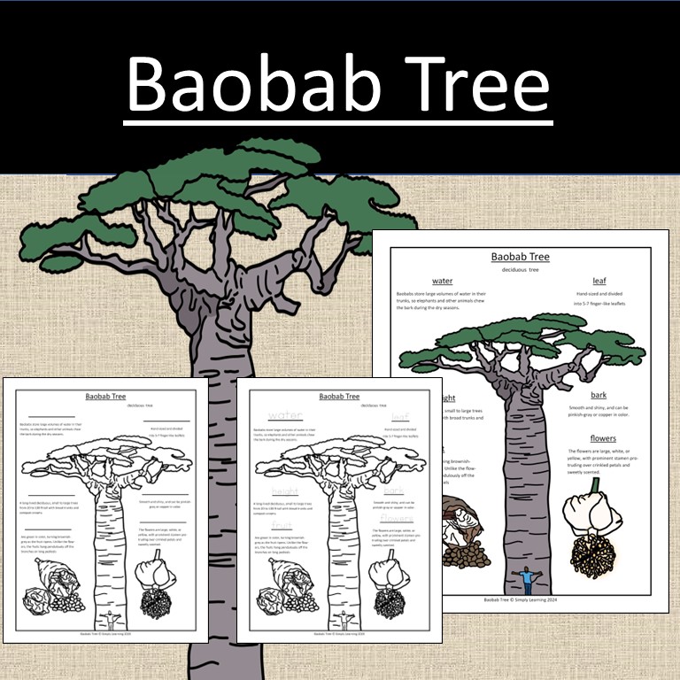 Baobab Tree Worksheet Science Geography Africa Australia Botany