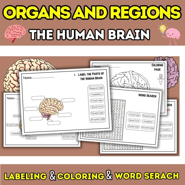 Human Brain Labeling Activities Bundle: Interactive Learning with ...