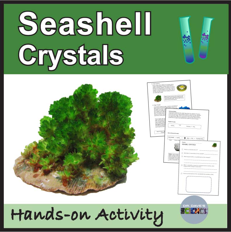 Ocean Seashells in Vinegar Acid Crystals Calcium Mollusks Activity Worksheet