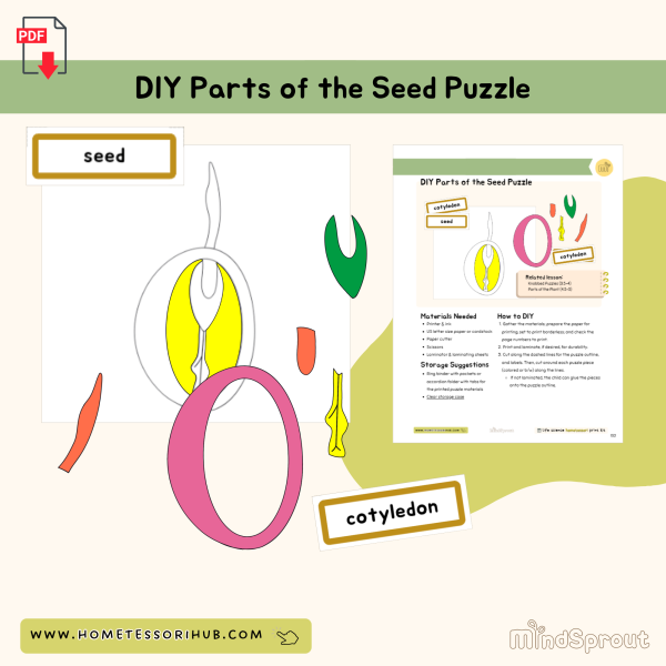 DIY Parts of the Seed Puzzle Botany Montessori Printable Material ...