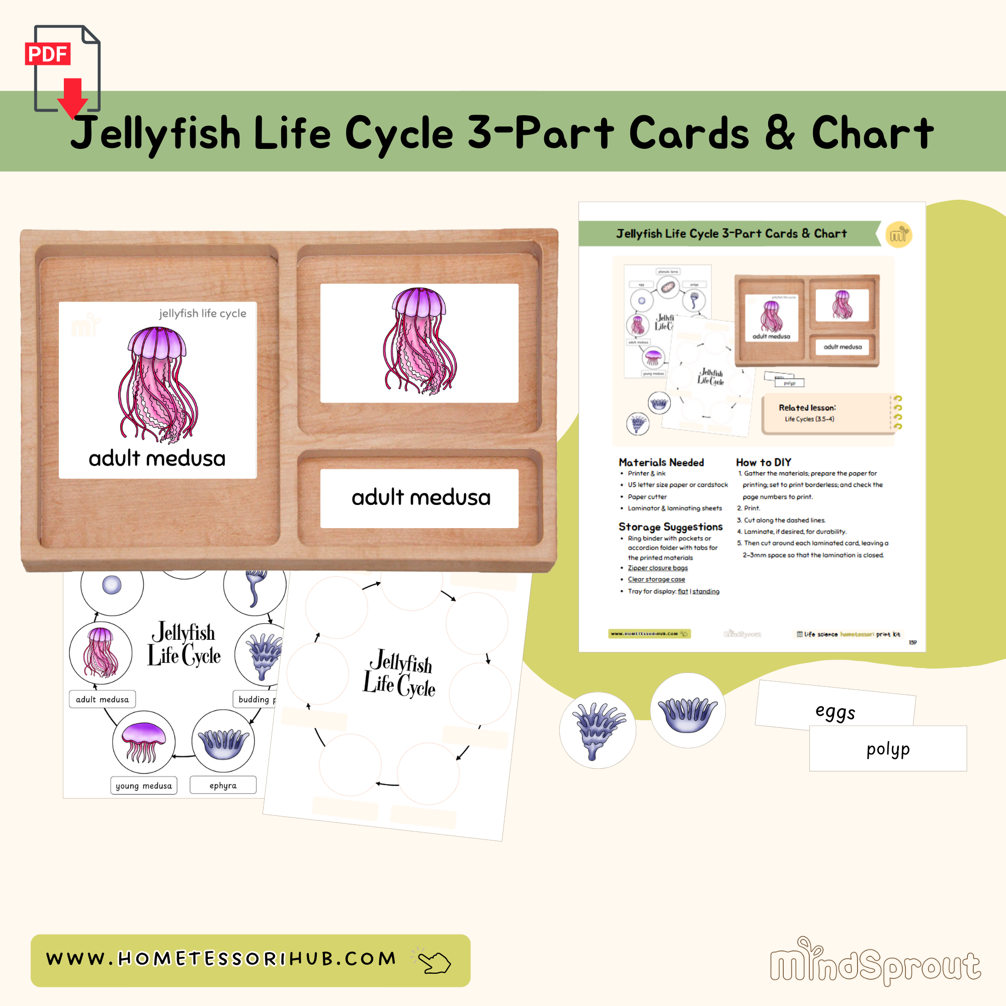Jellyfish Life Cycle 3-Part Cards and Chart Zoology Montessori Printable Material