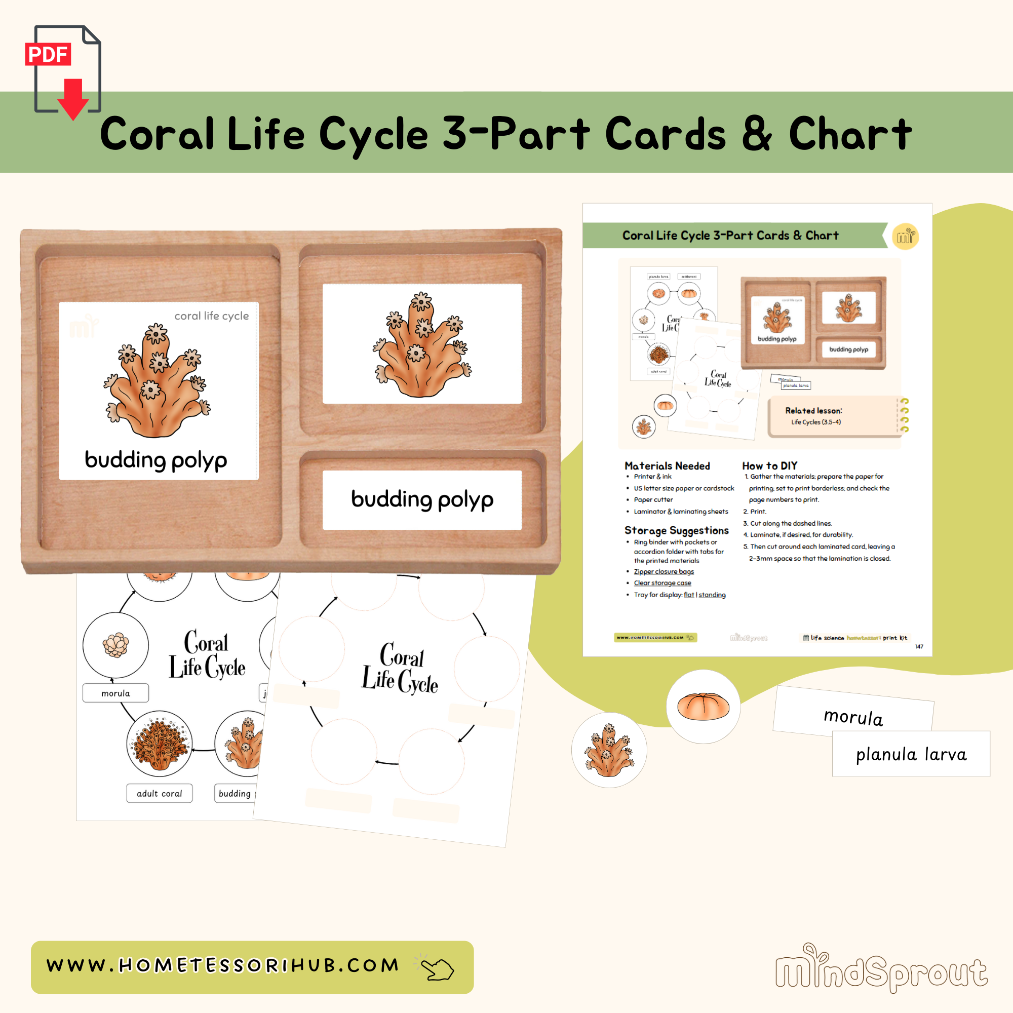 Coral Life Cycle 3-Part Cards and Chart Zoology Montessori Printable Material