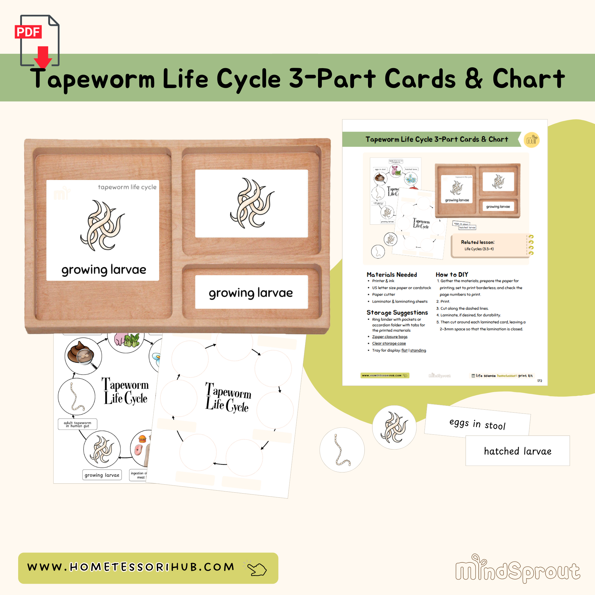 Tapeworm Life Cycle 3-Part Cards and Chart Zoology Montessori Printable Material