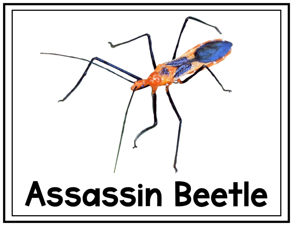 Realistic Bug Photo Cards | Made By Teachers
