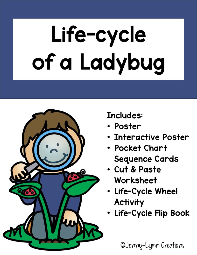 Life-Cycle of a Ladybug | Made By Teachers