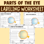 Parts of the Human Eye Activities - Labeling Worksheets, Coloring Pages ...