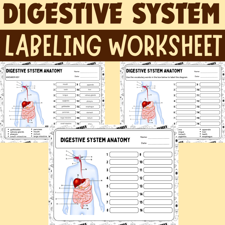Human Digestive System Anatomy Activities - Labeling Worksheets Diagram ...