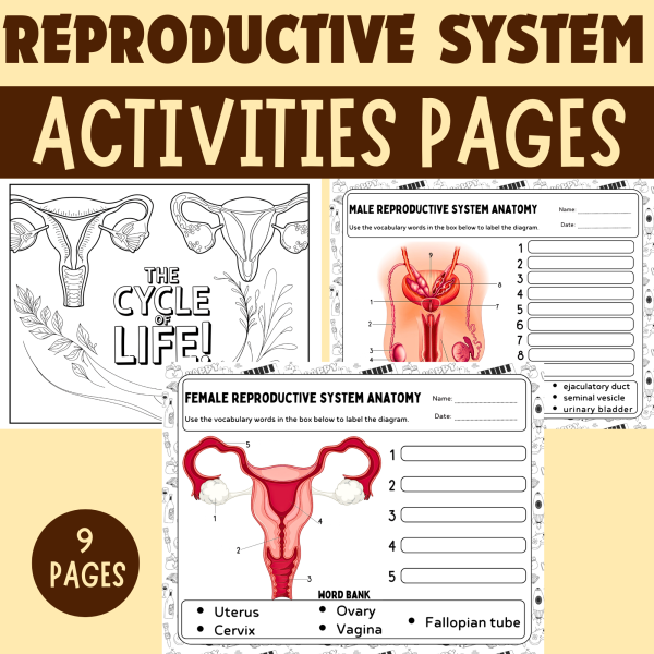 Human Reproductive System Activities - Female & Male Diagram Labeling ...