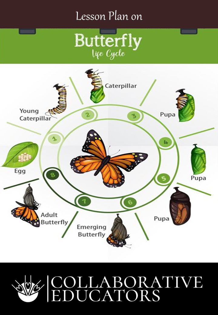 Lesson Plan on Butterfly Life Cycle