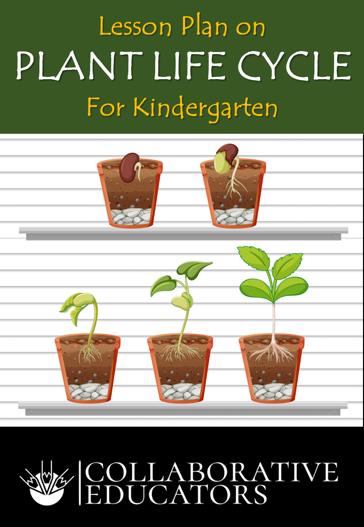 catnip plant seeds Back to the Roots Organic Catnip, 1 Seed packet main image 0