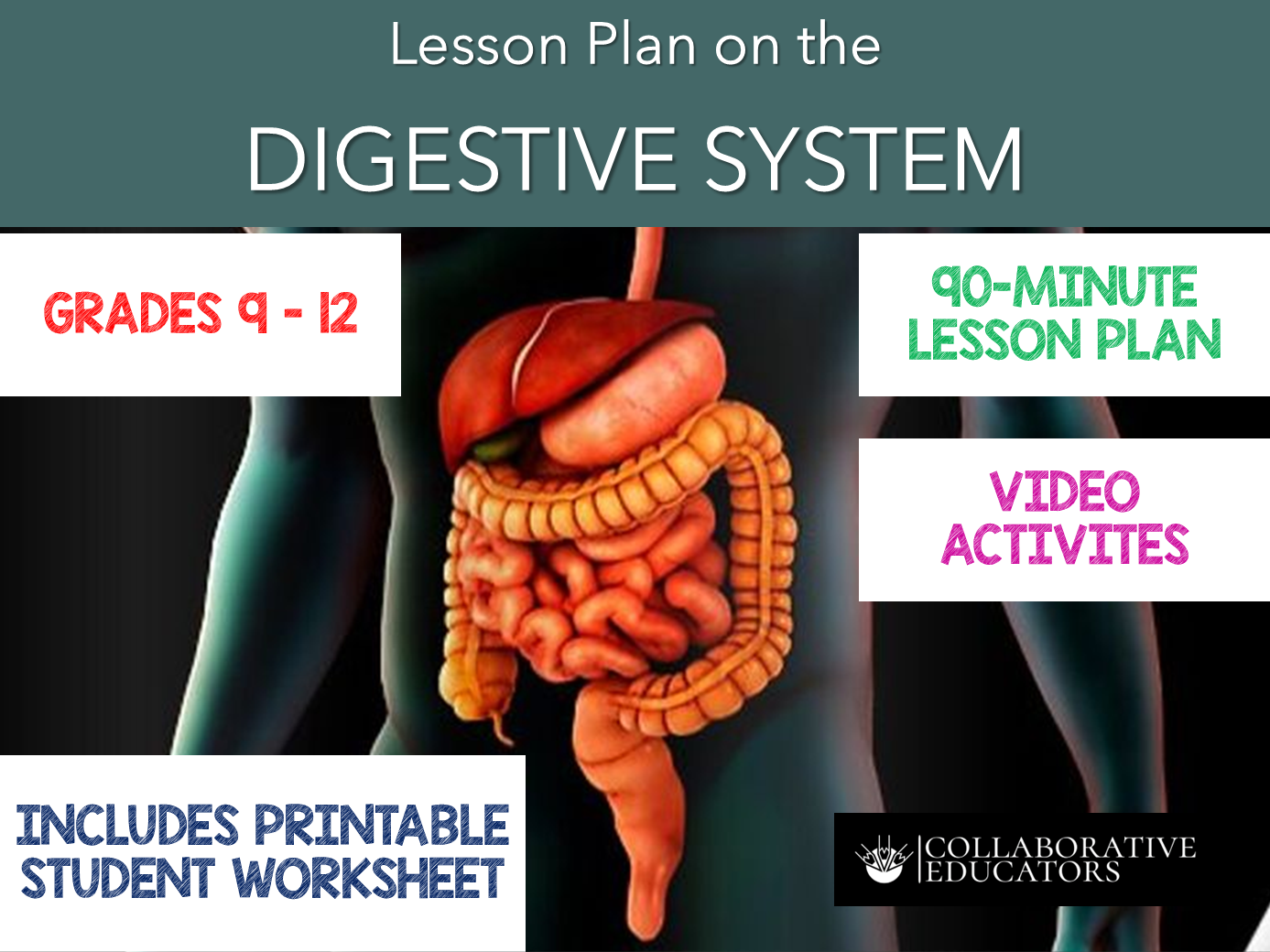 Lesson Plan on the Digestive System