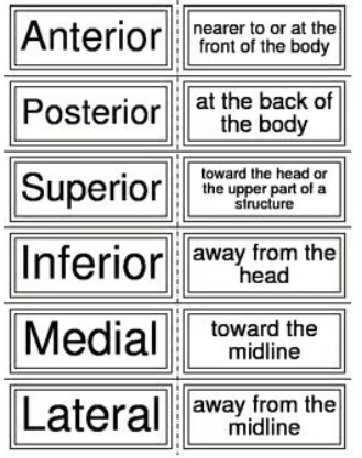 Body Directions, Planes, Cavities, and Regions Vocabulary Flash Cards for Anatomy