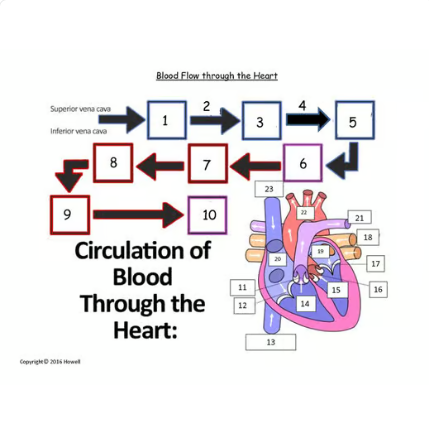 Flow of Blood through the Heart Quiz or Worksheet