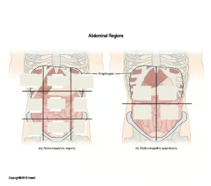 Abdominal Regions and Quadrants Identification Quiz or Worksheet