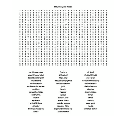 Skin, Bone, and Muscles Word Search for Middle School Science