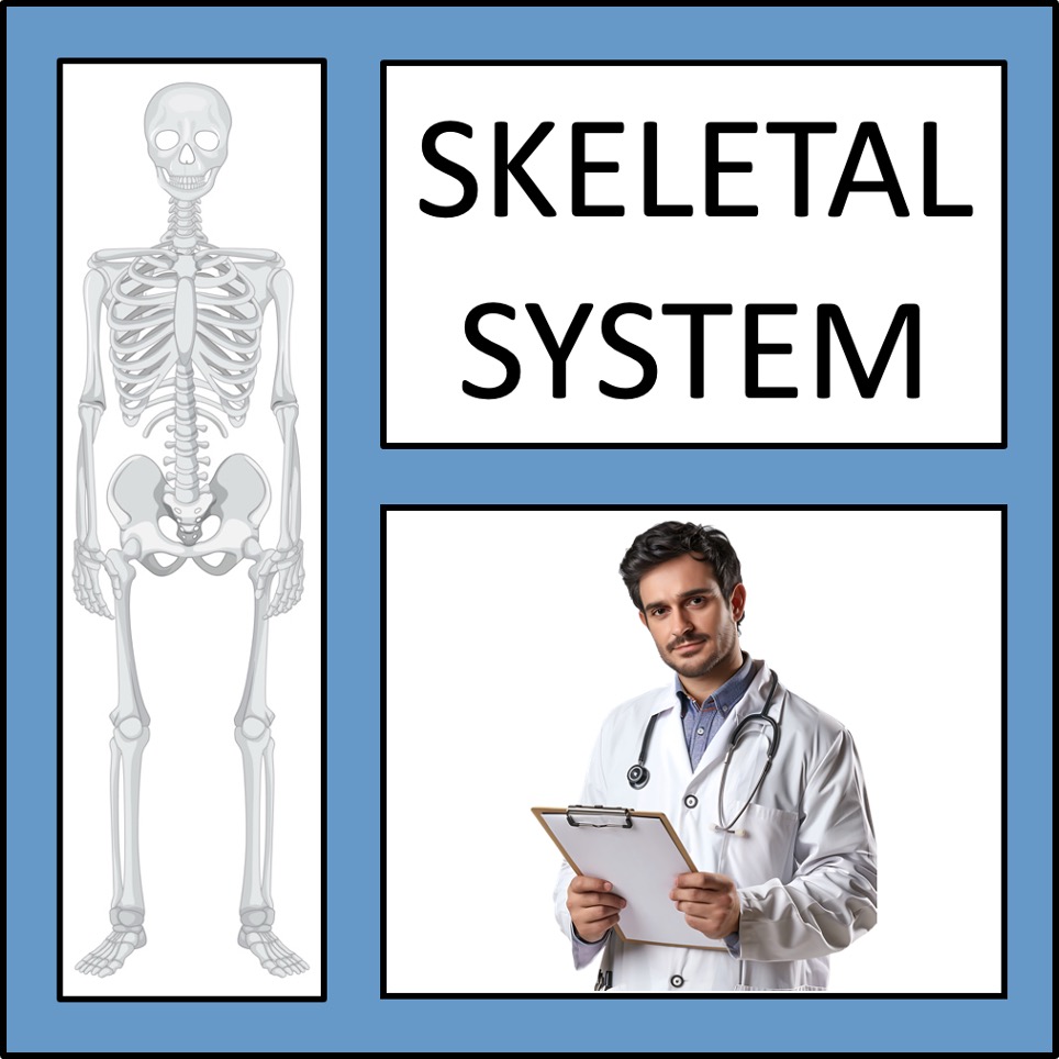 Skeletal System - a complete anatomy unit