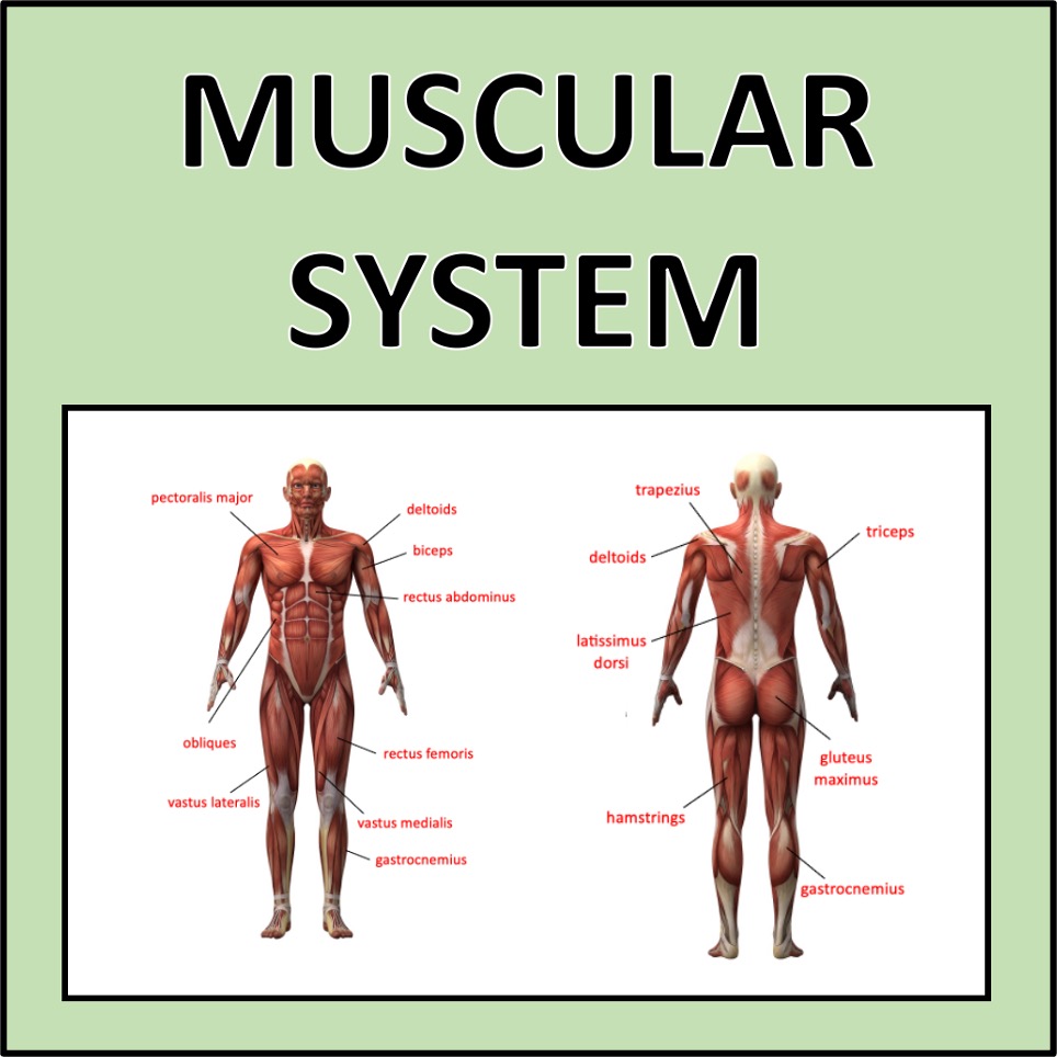 Muscular System - a complete science unit