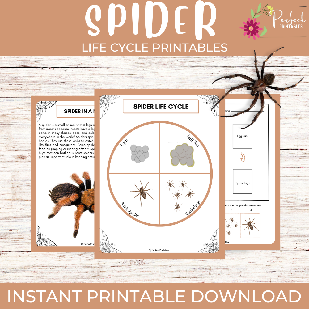 Spider life cycle diagram, cut & paste, matching activity, fun facts, flashcards