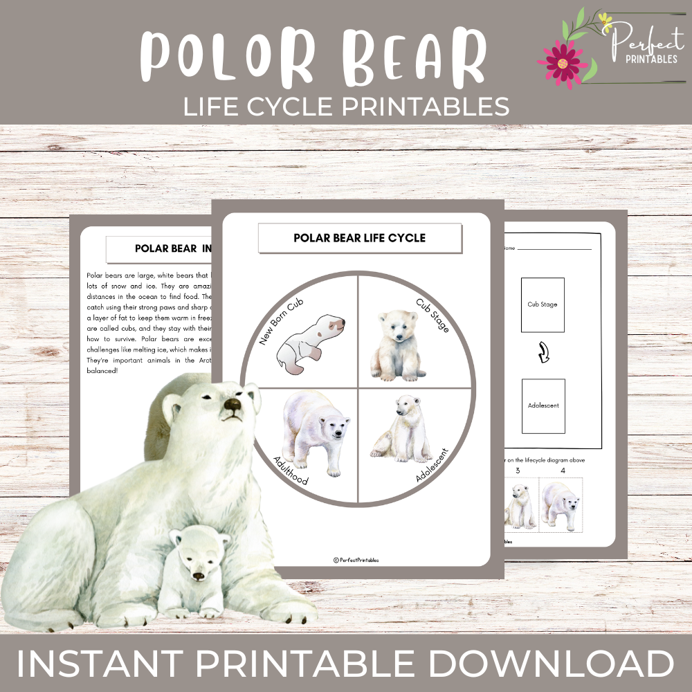 Polar bear life cycle diagram, arctic animal cut & paste, matching activity, fun facts