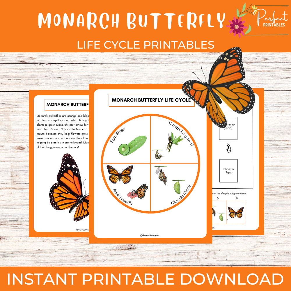 Monarch Butterfly life cycle diagram, insects cut & paste, matching activity, fun facts