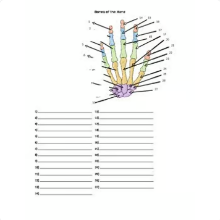 Bones of the Hand and Wrist Quiz or Worksheet