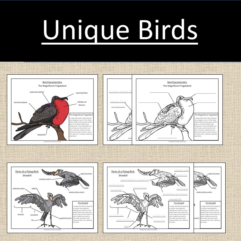 Unique Birds Activity Pack | Science Exotic Bird Study Birds of ...