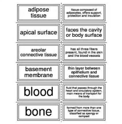Tissues of the body flash cards for Anatomy